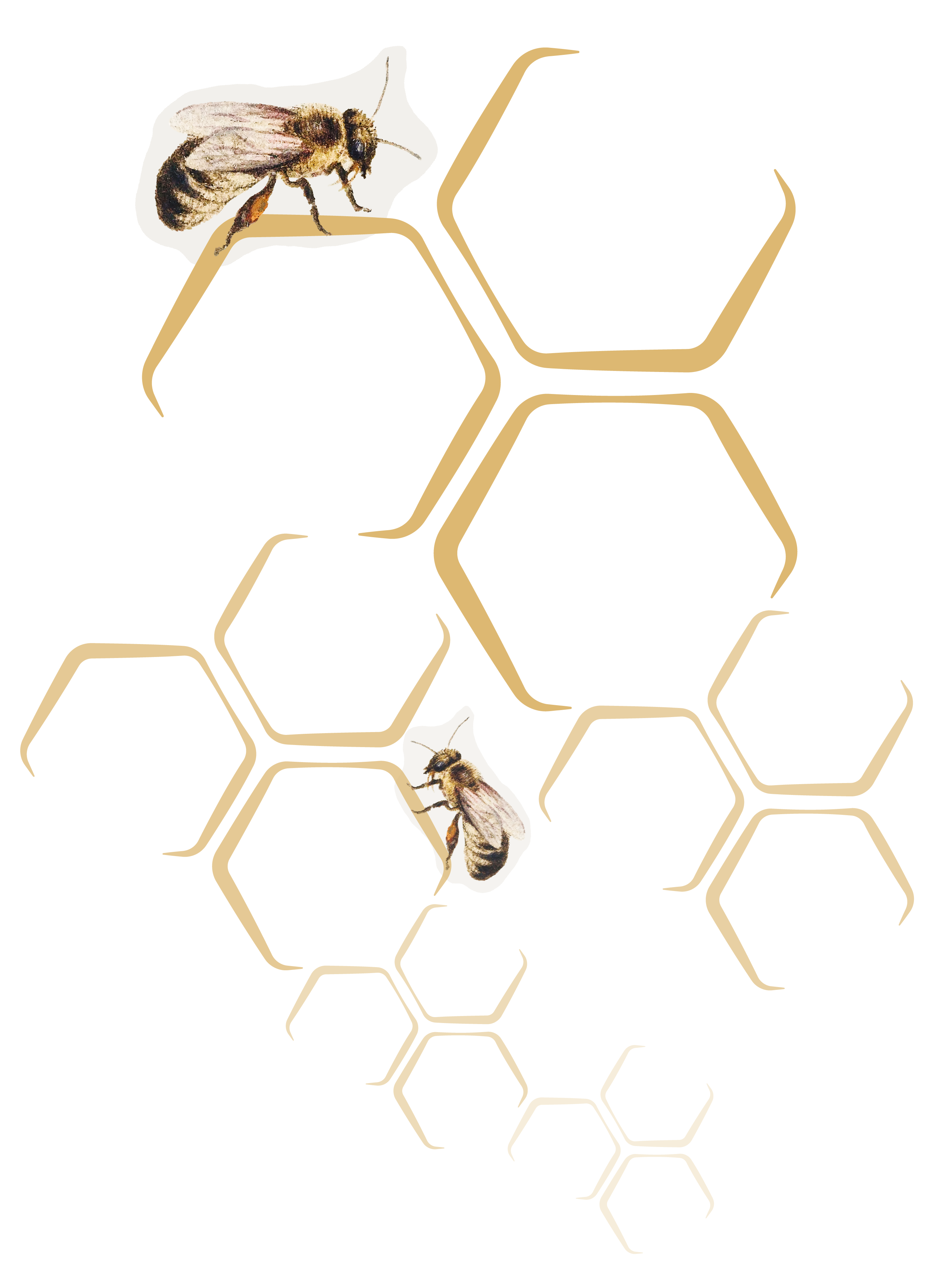 Ilustración de panal con abejas
