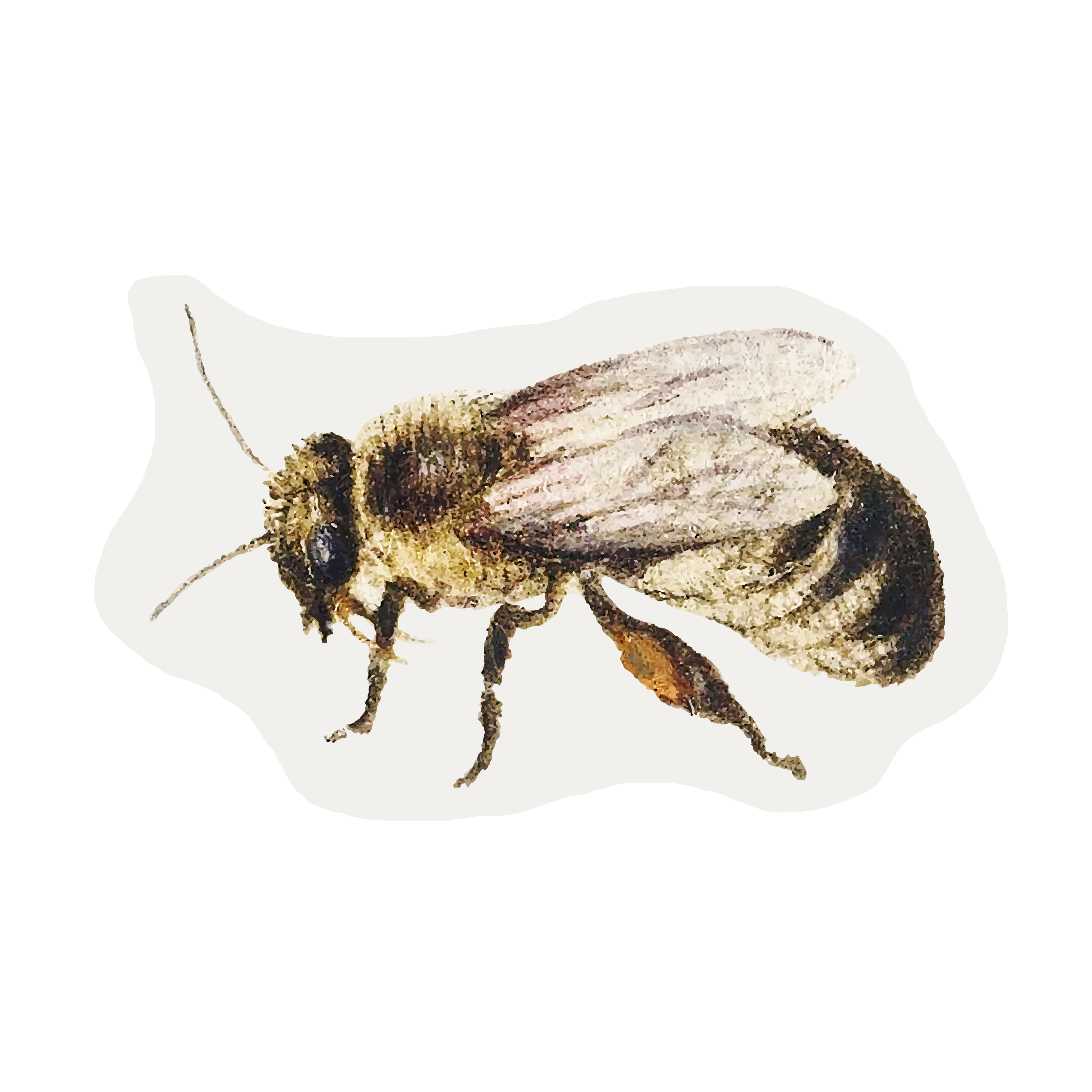 Ilustración de abeja
